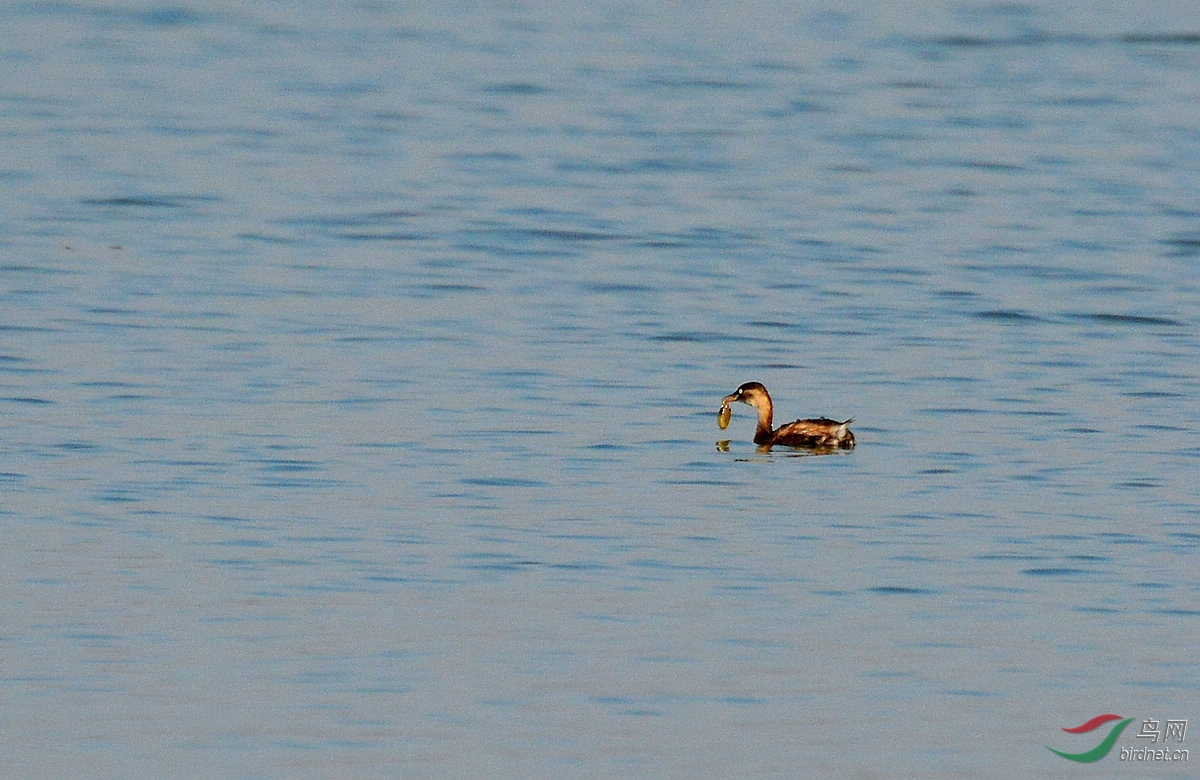 奇闻奇观 - 伯劳鸟凌空欲抢鷿鷈口中的泥鳅未成功