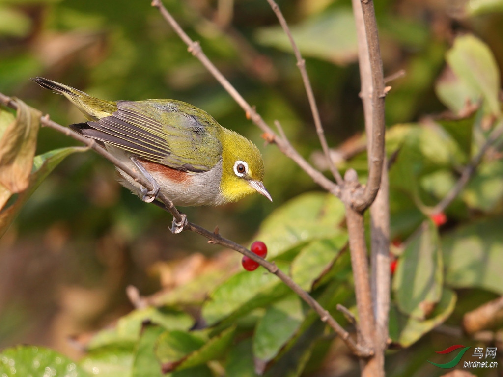 紅脅繡眼鳥