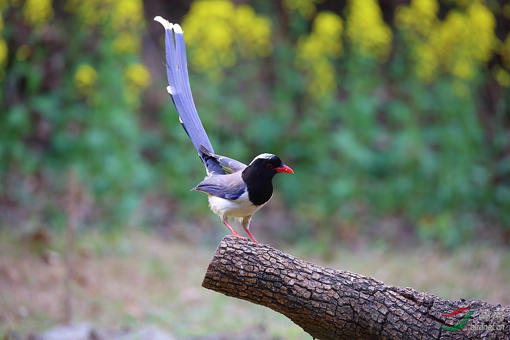 红嘴长尾蓝鹊