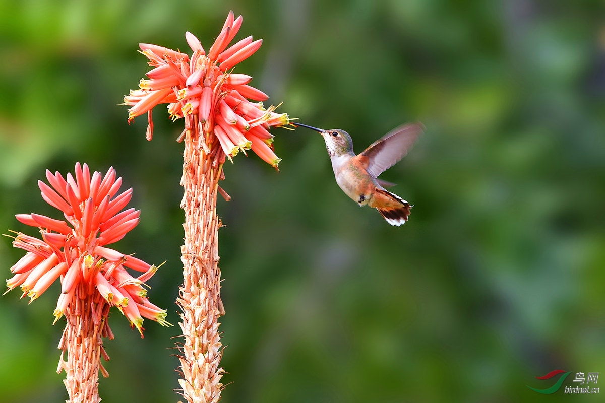 (宽尾煌蜂鸟)【宽尾煌蜂鸟】《图一荣获鸟网首页精华》