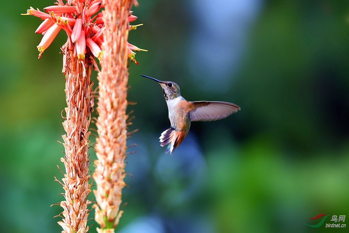(宽尾煌蜂鸟)【宽尾煌蜂鸟】《图一荣获鸟网首页精华》