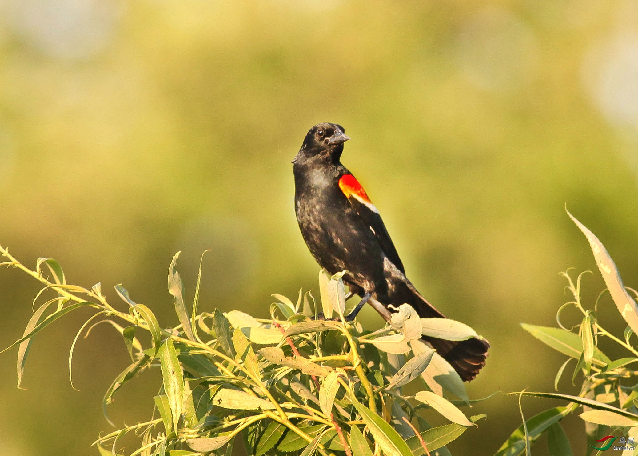 红翅黑鹂鸟,美国华盛顿拍摄