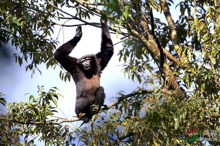 [动物] 高黎贡山的国家一级保护动物-------白眉长臂猿