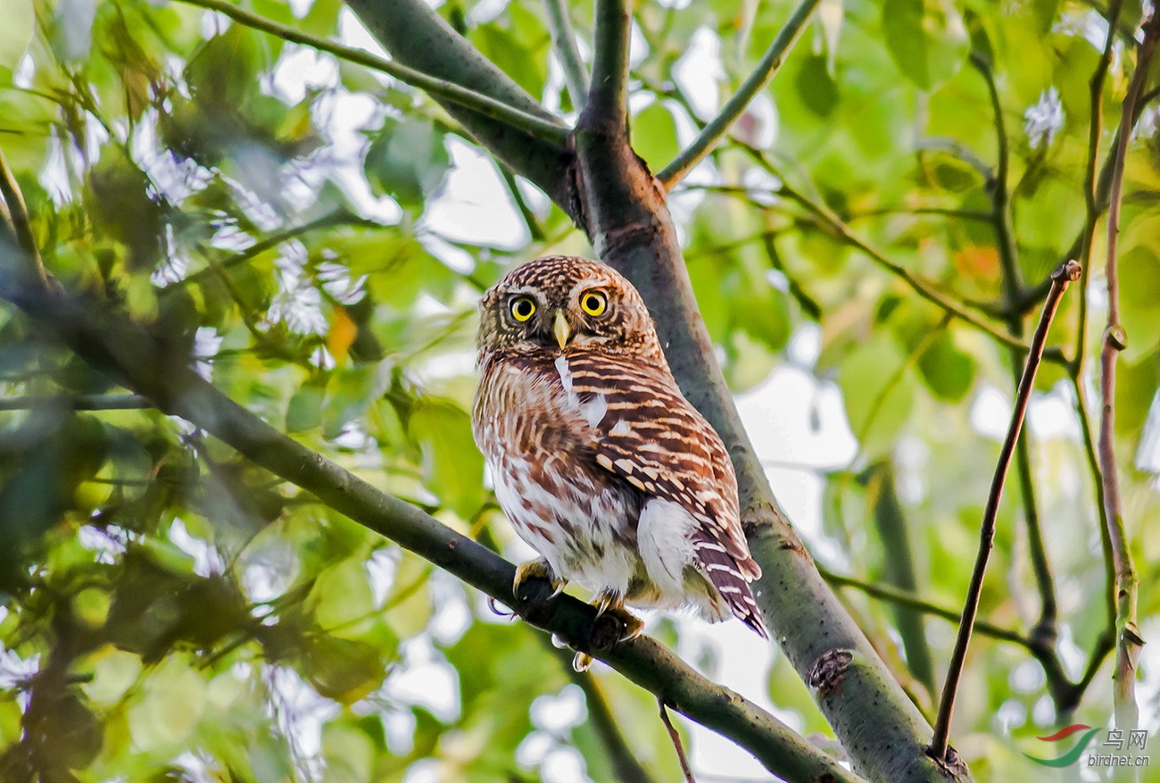 炯炯有神斑头鸺鹠