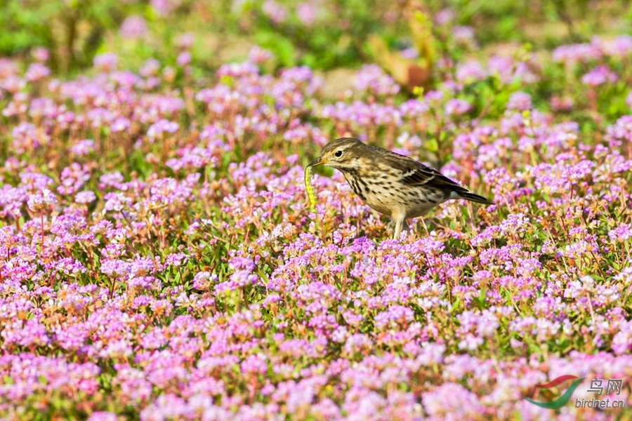 百花丛中的百灵