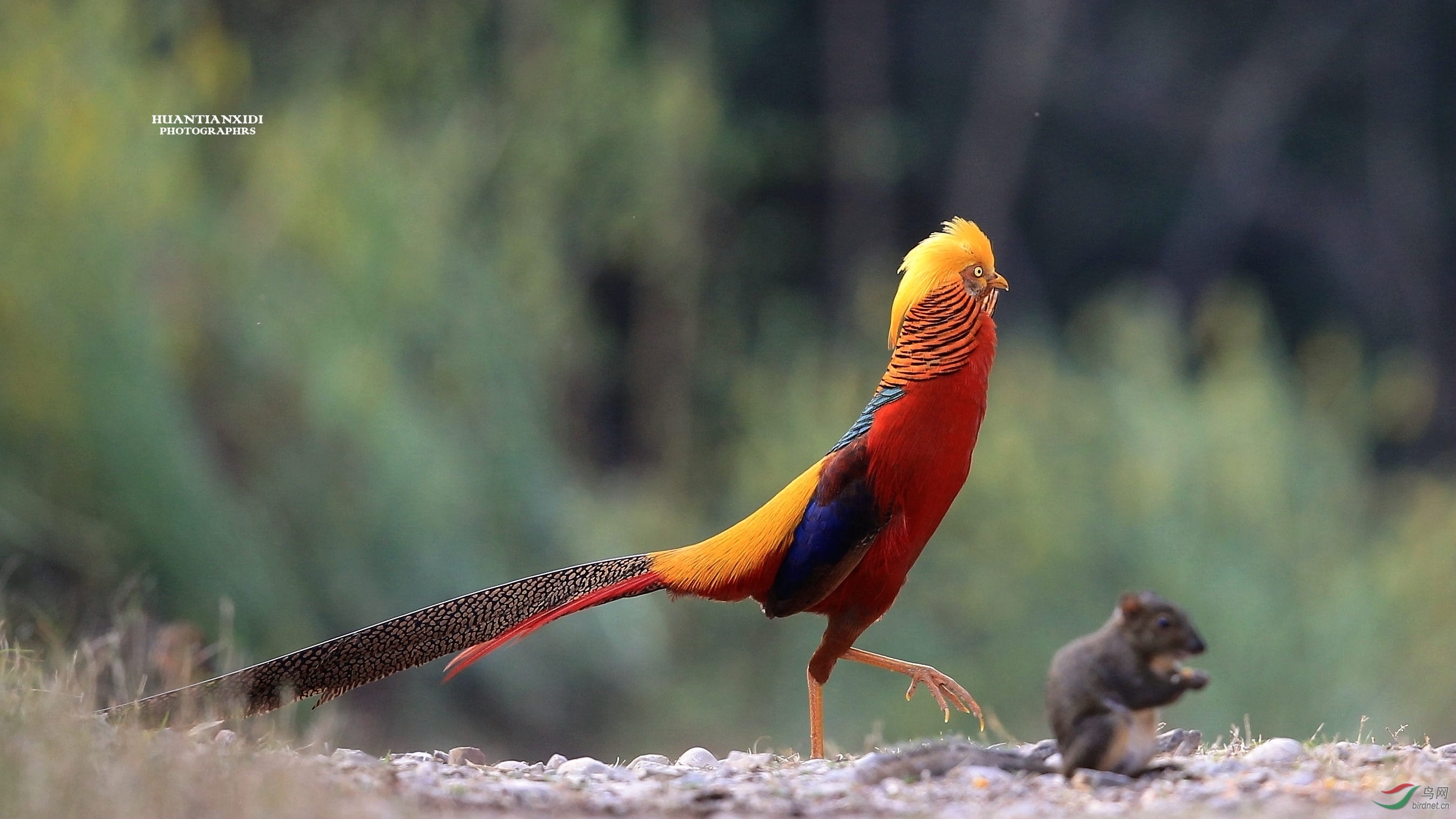 红腹锦鸡气宇轩昂图1被推荐到每日精华