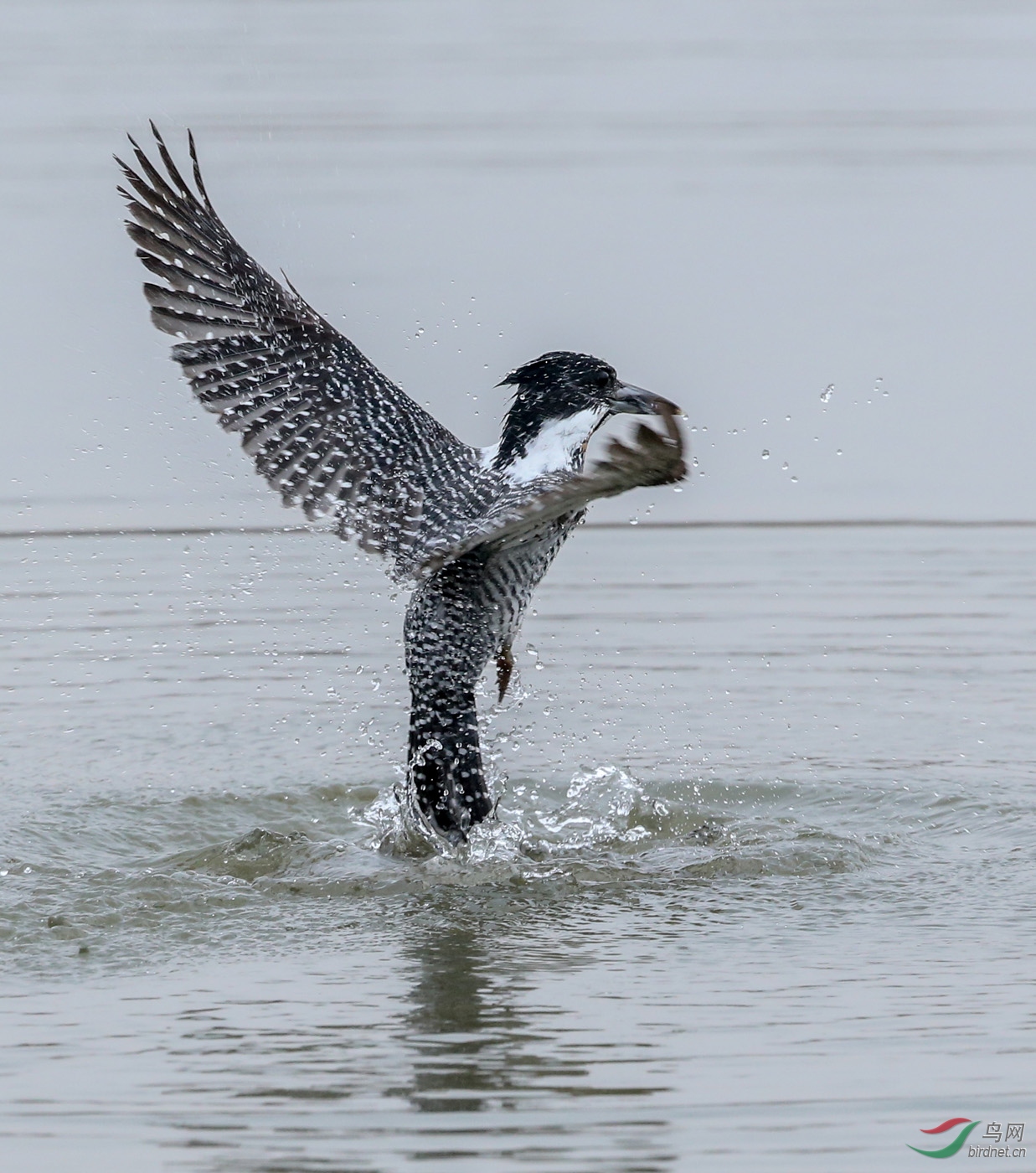 冠鱼狗的捕鱼大法