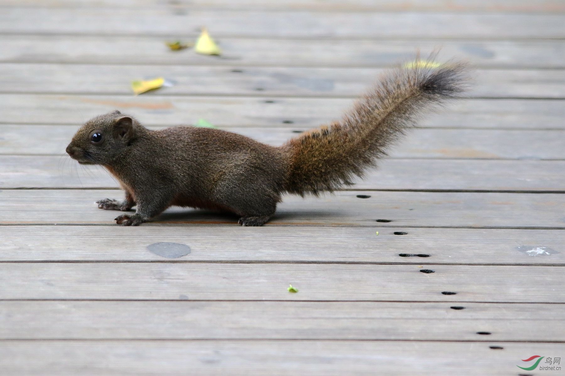 福州金鸡山公园人行栈道上溜跶的赤腹松鼠