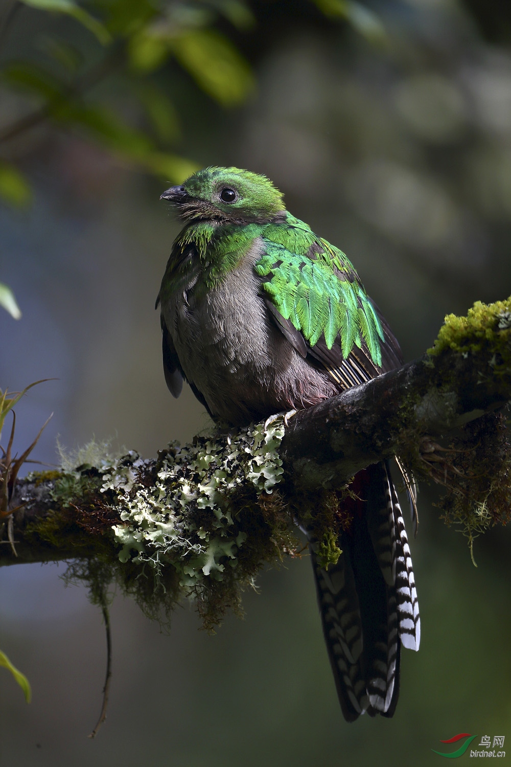 (凤尾绿咬鹃)哥斯达黎加深度环游拍鸟之四-凤尾绿咬鹃《图五荣获鸟网