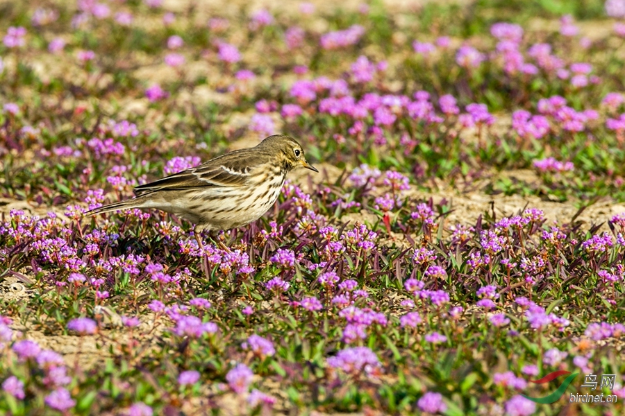 鲜花簇拥百灵鸟