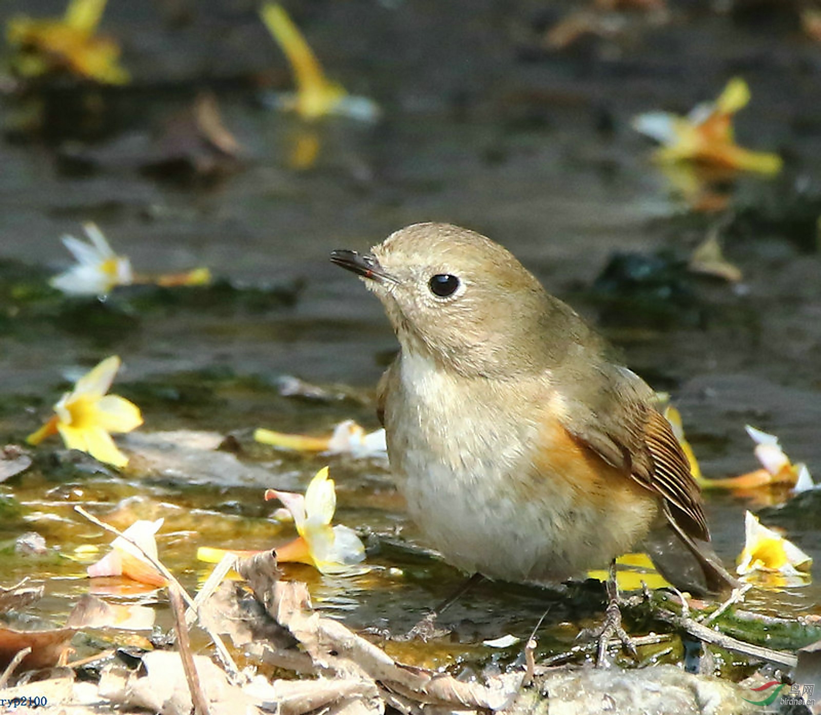 7D2+150-600��C��