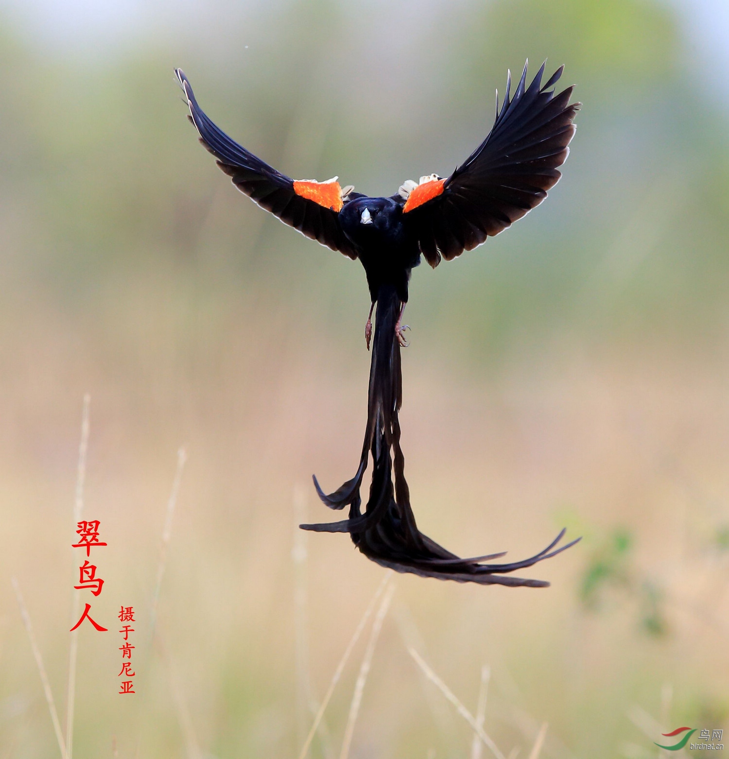 肯尼亚的长尾寡妇鸟贺获每日一图(图1)