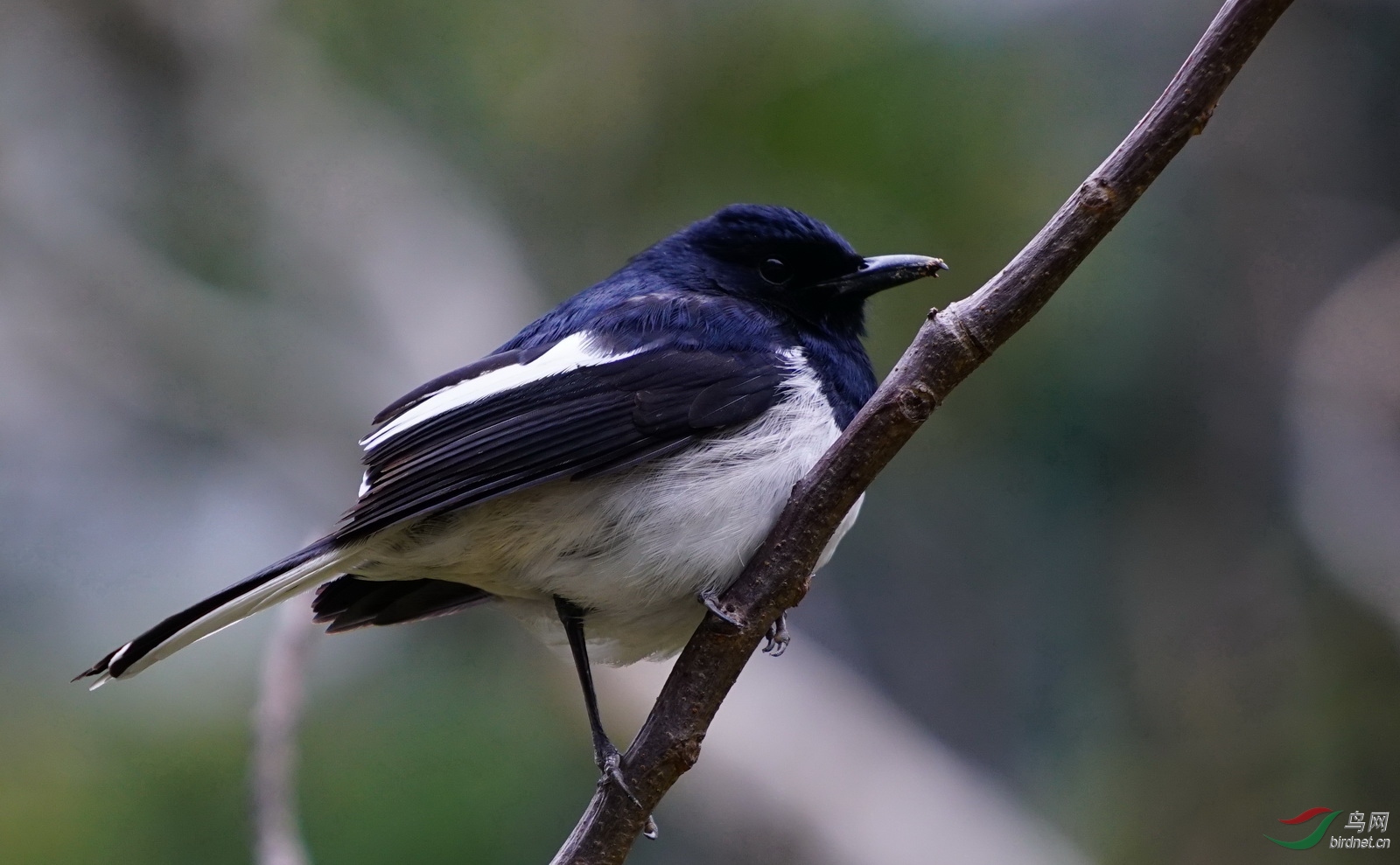 林鳥香港野鳥63鵲鴝黑白分明為雄鳥灰白分明為雌鳥