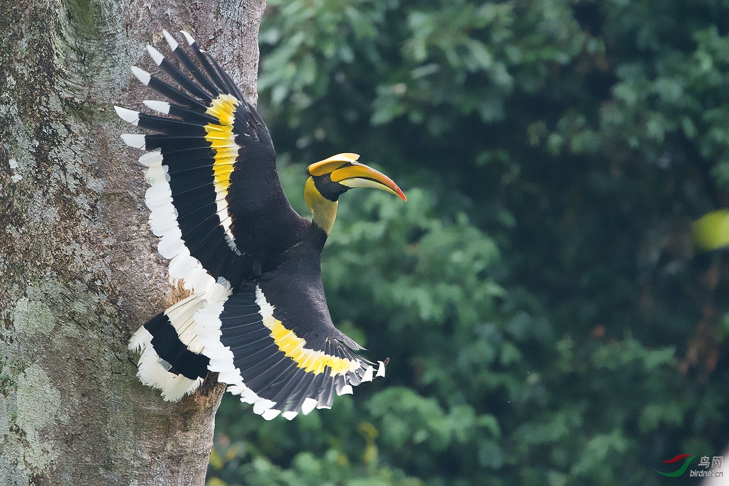 林鸟双角犀鸟中国最大的鸟双角犀鸟