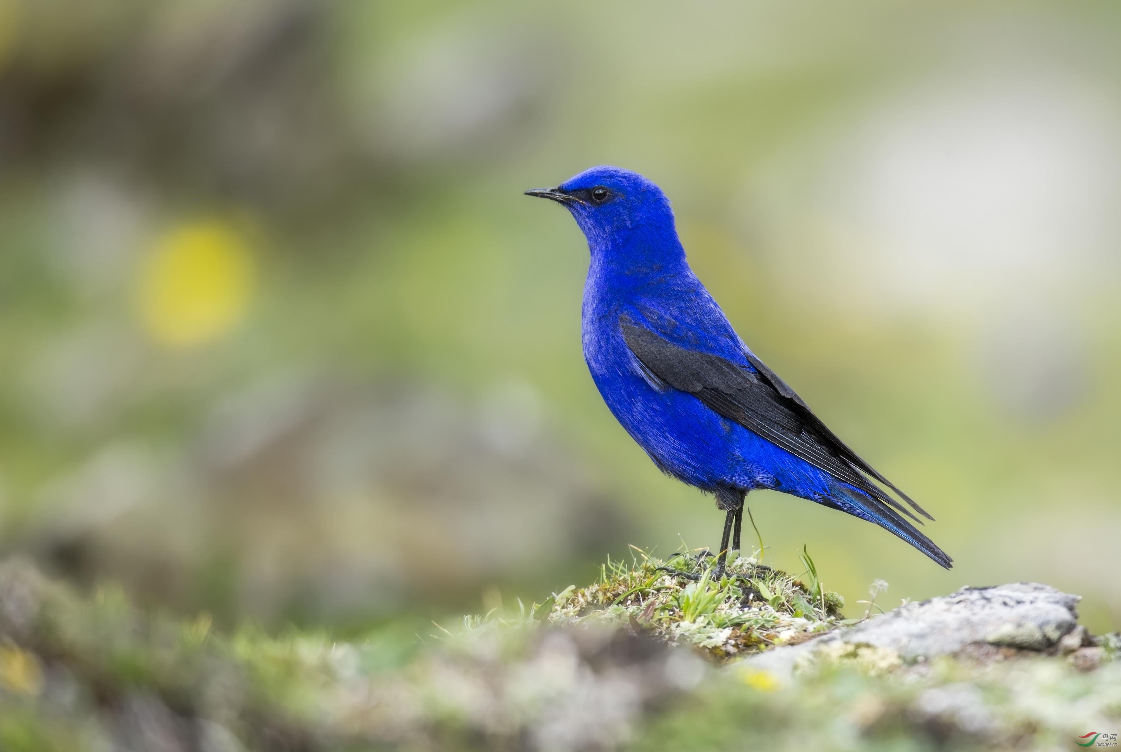 蓝大翅鸲祝鸟友们周末快乐