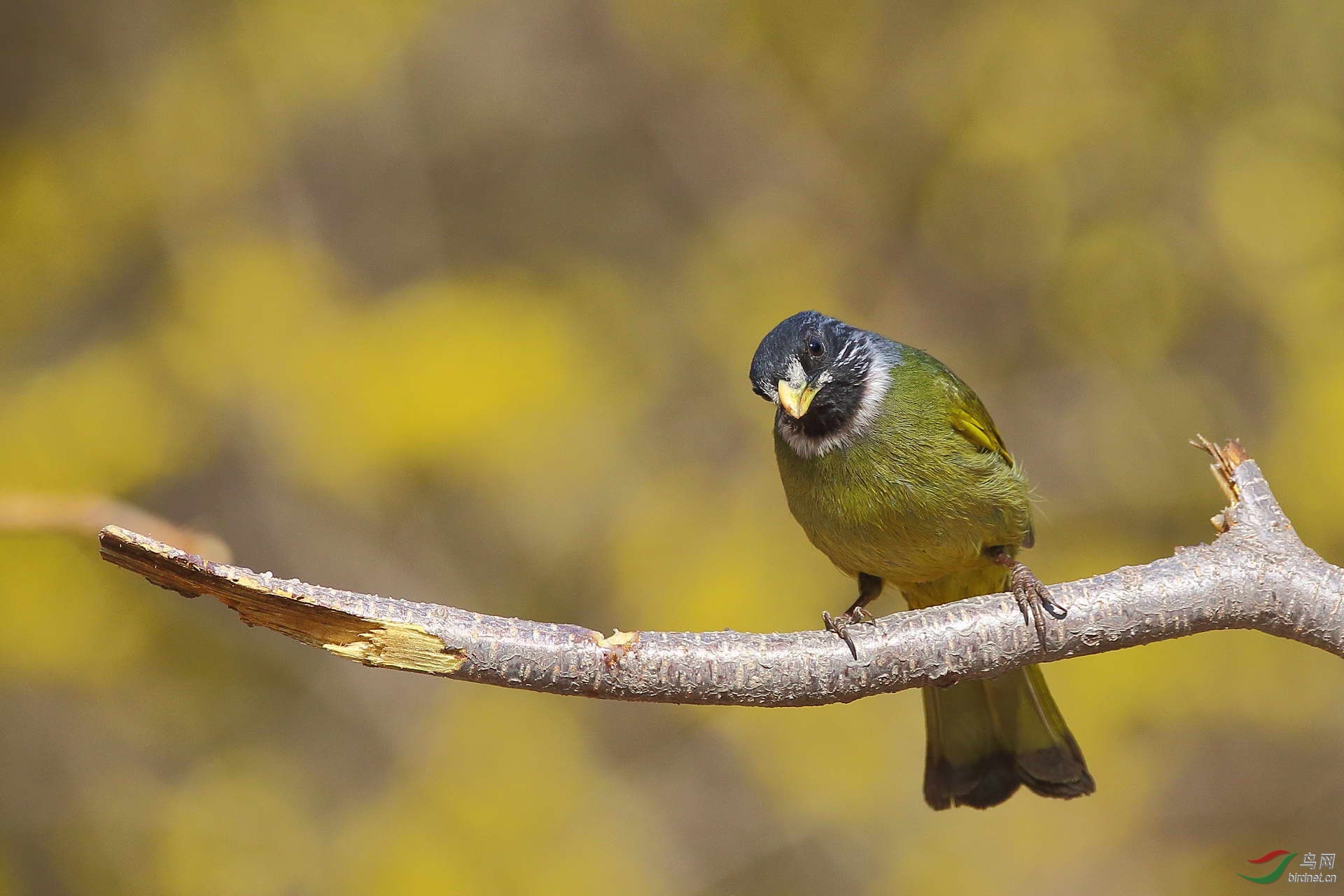领雀嘴鹎(请点击看大图)