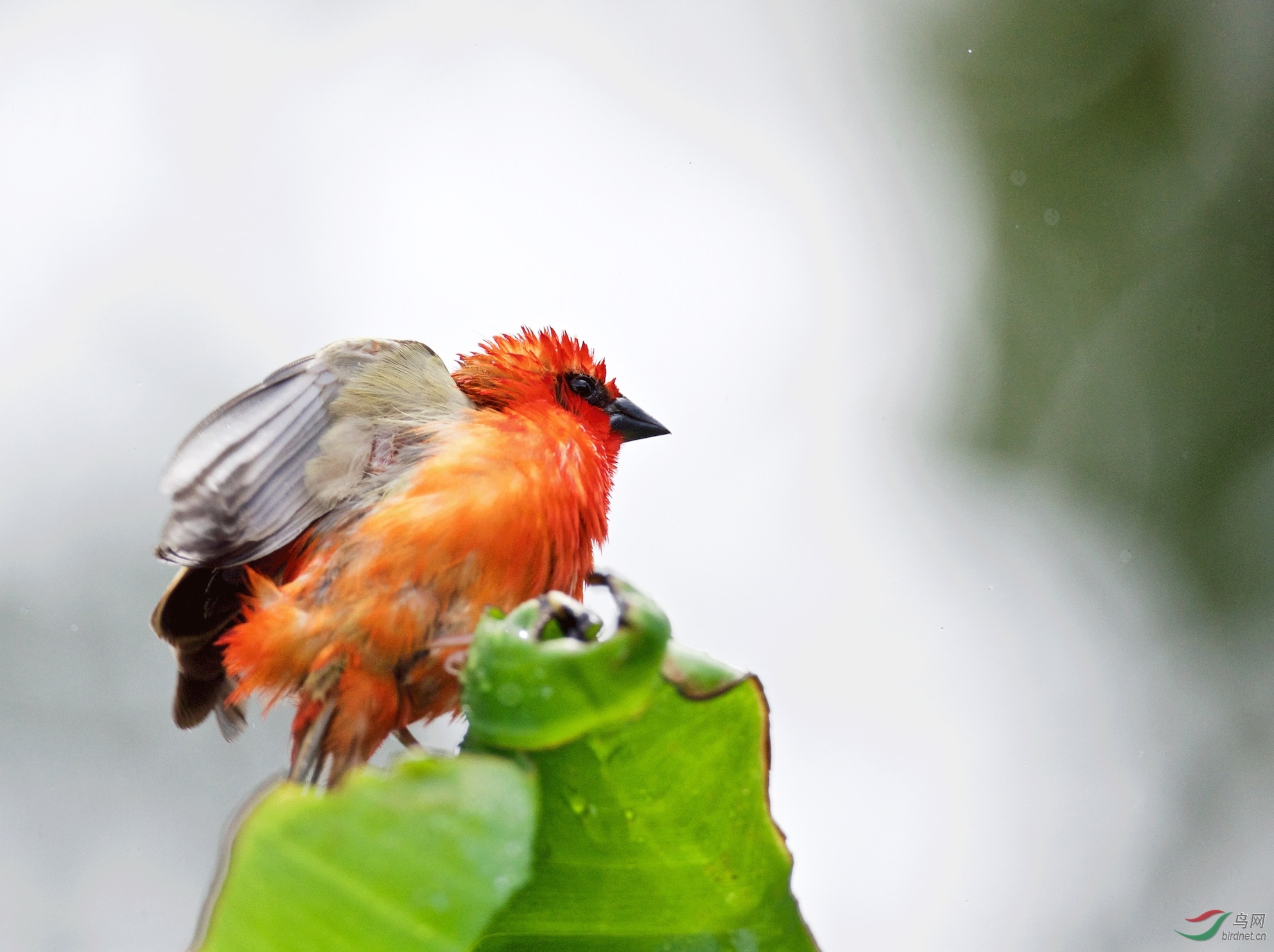 芭蕉叶上的红燕织雀雄3