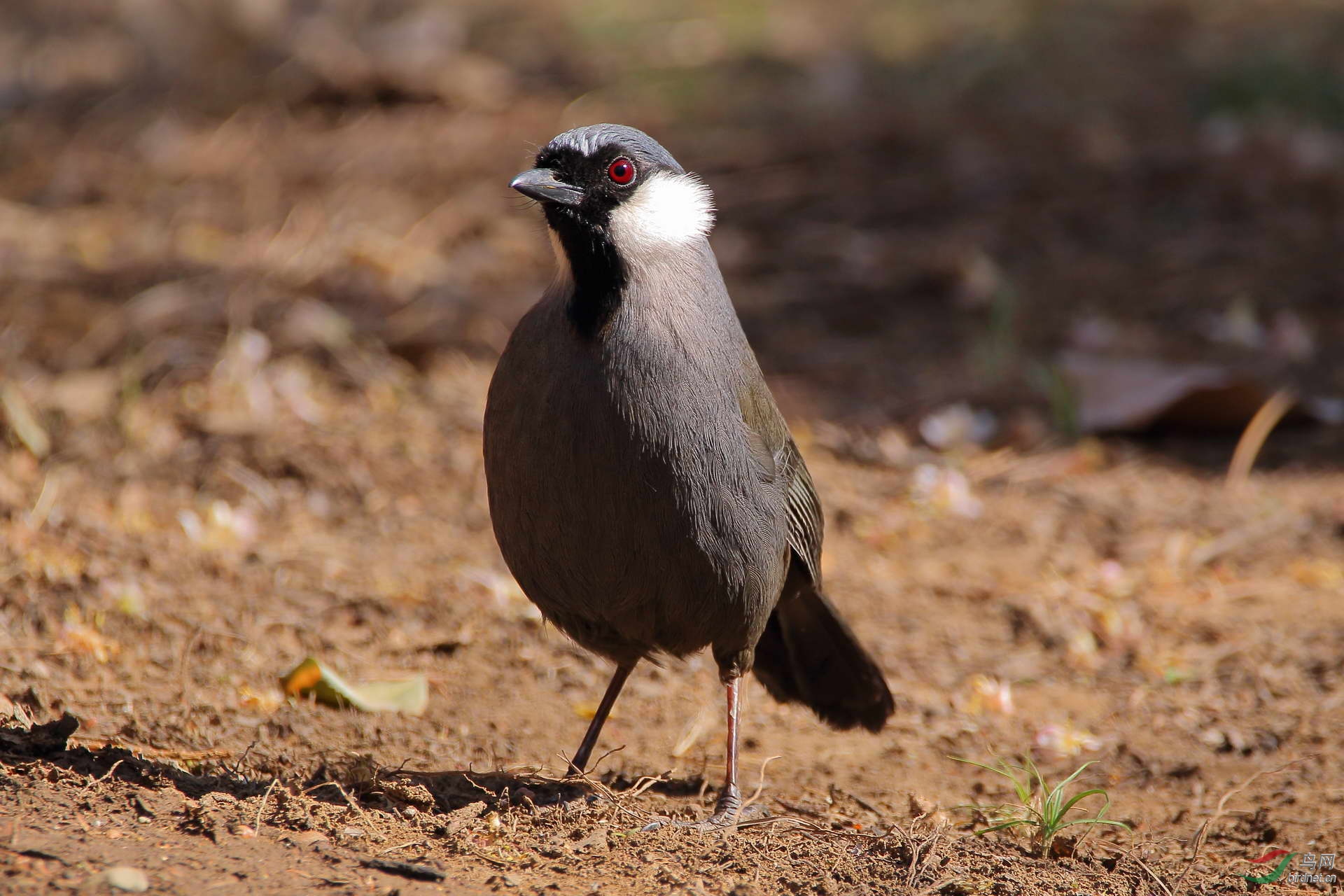黑喉噪鹛(请点击看大图)