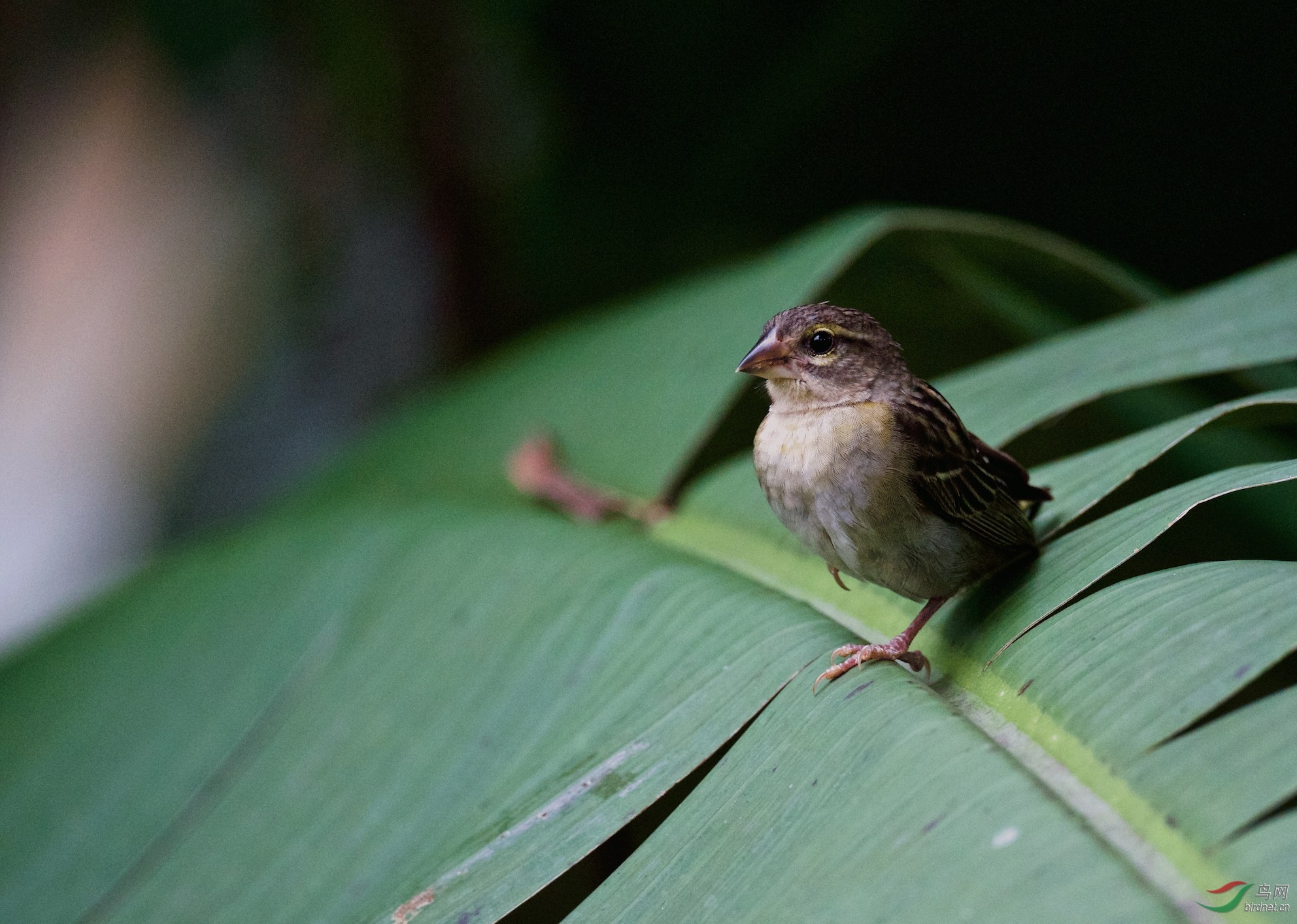 塞舌尔群岛芭蕉叶上的红燕织雀雌一组