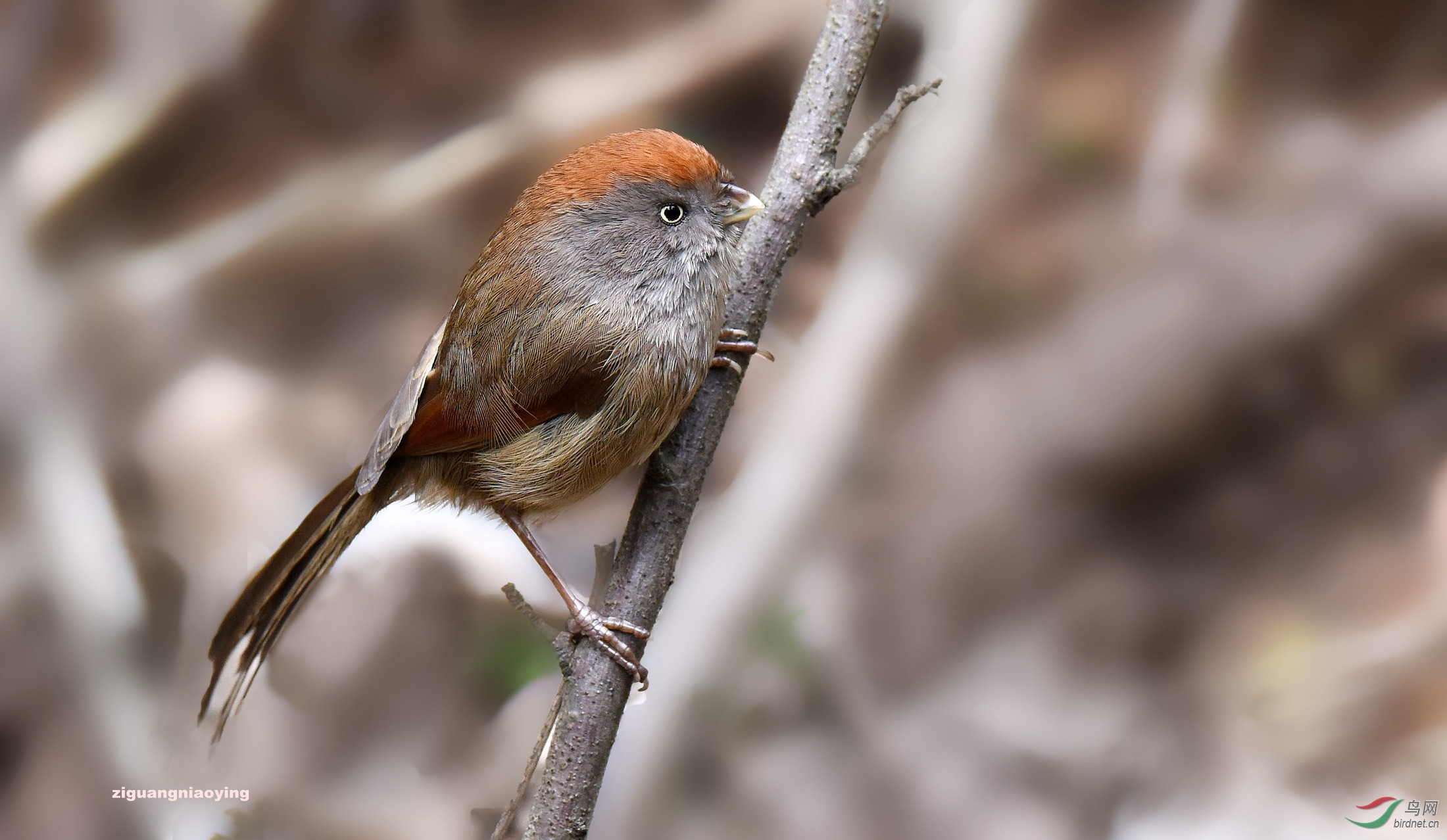 灰喉鸦雀萌萌哒