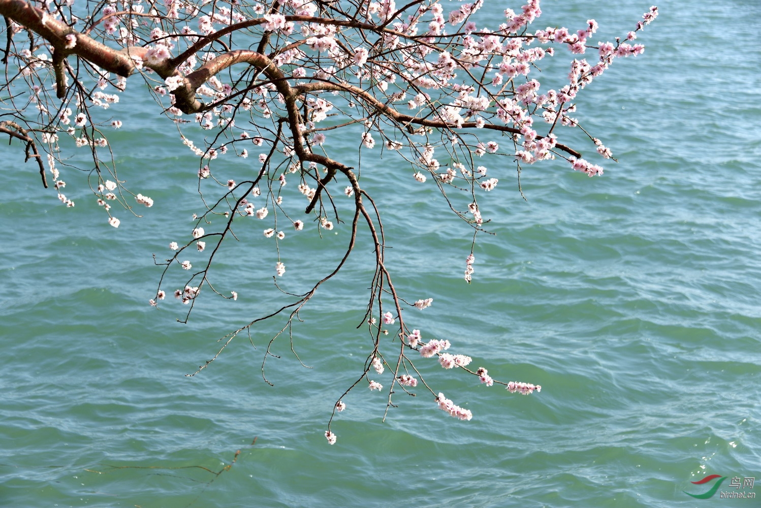 春水桃花相映笑