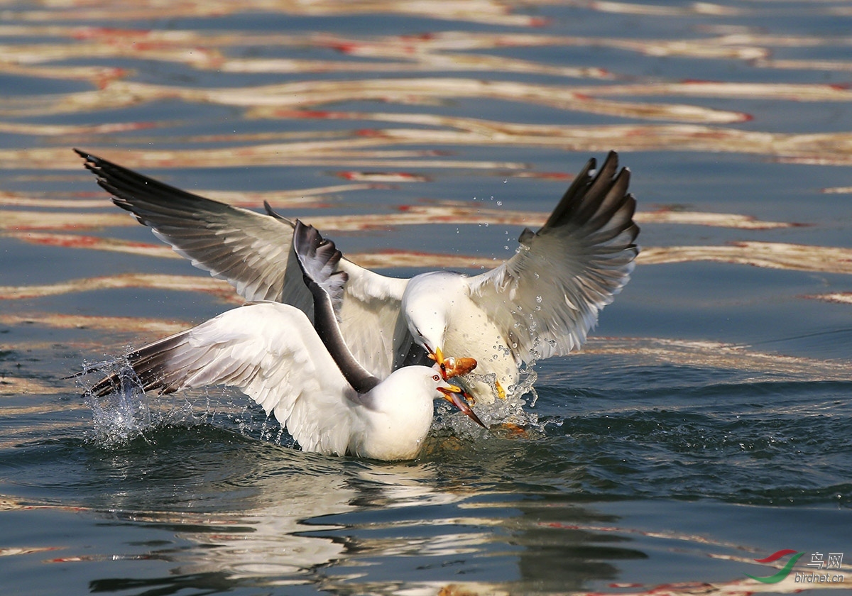 海鸥争食