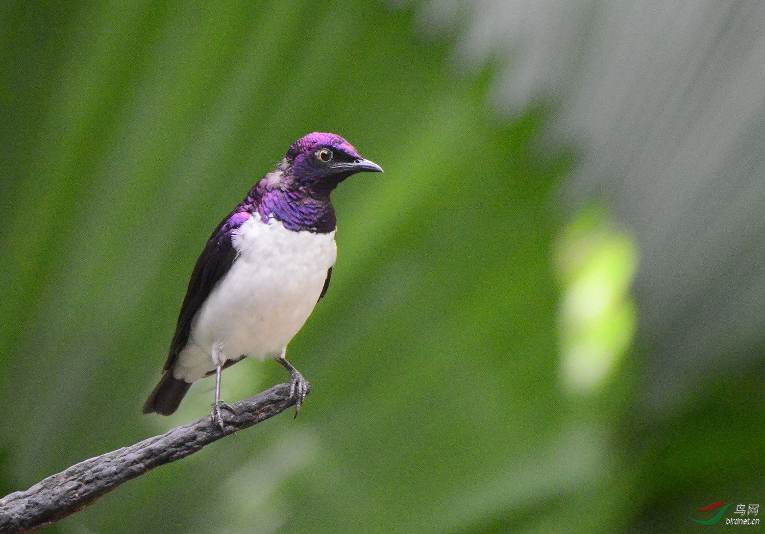 一组白腹紫椋鸟