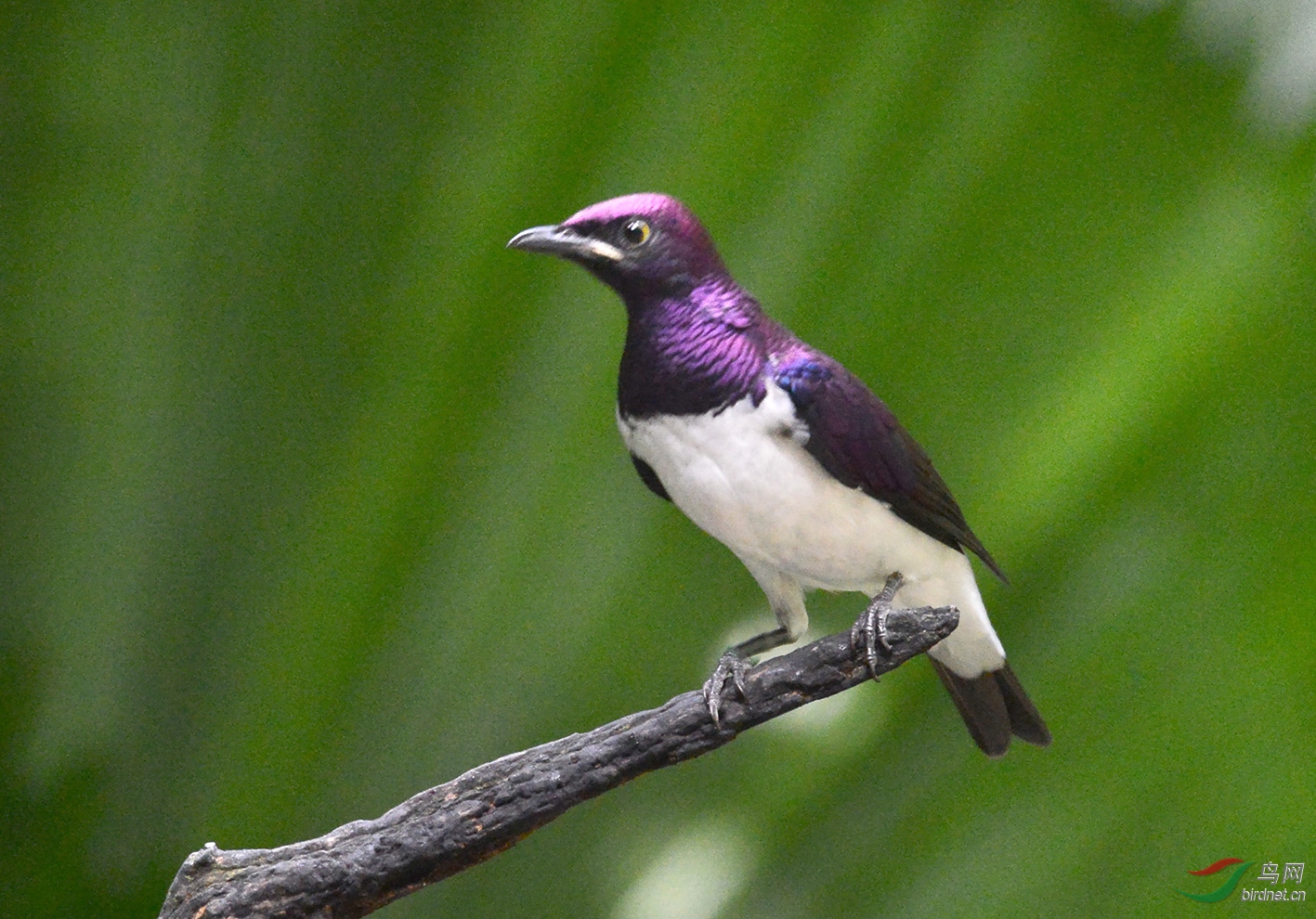 一组白腹紫椋鸟