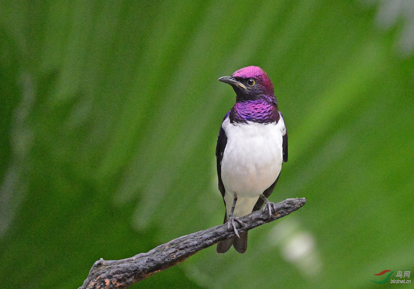 一组白腹紫椋鸟