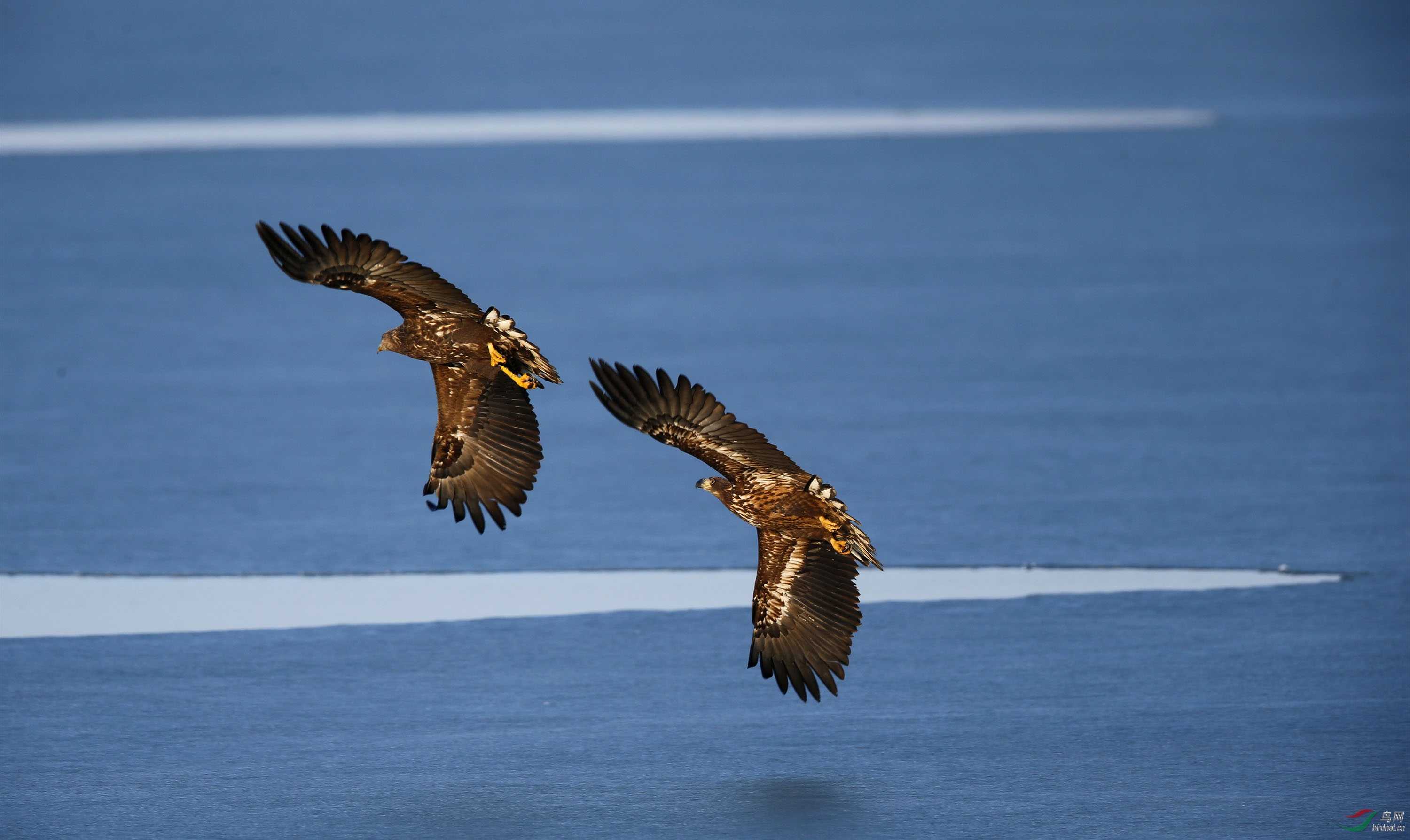 鹰击长空白尾鹰