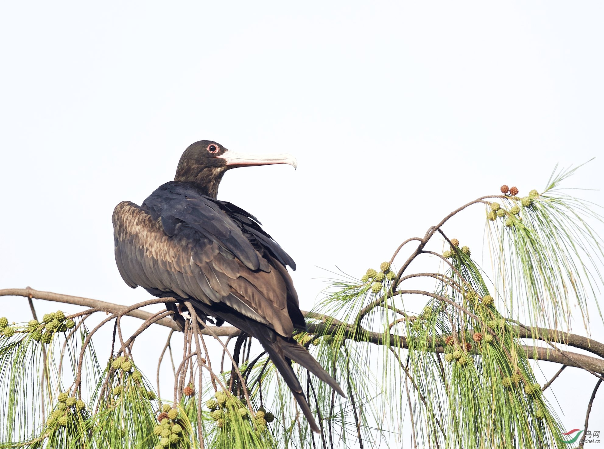 塞舌尔鸟岛黑腹军舰鸟雌