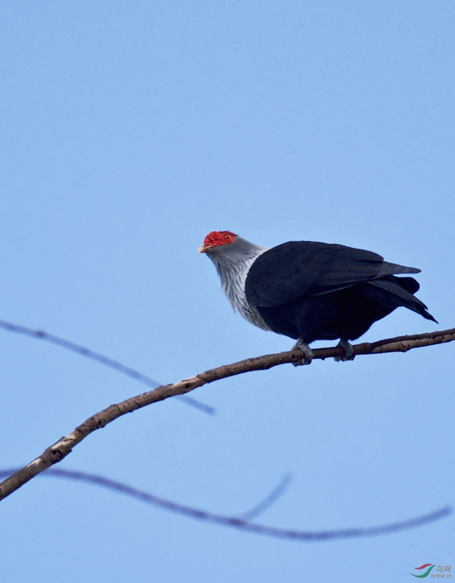 塞舌尔群岛:红冠蓝鸠