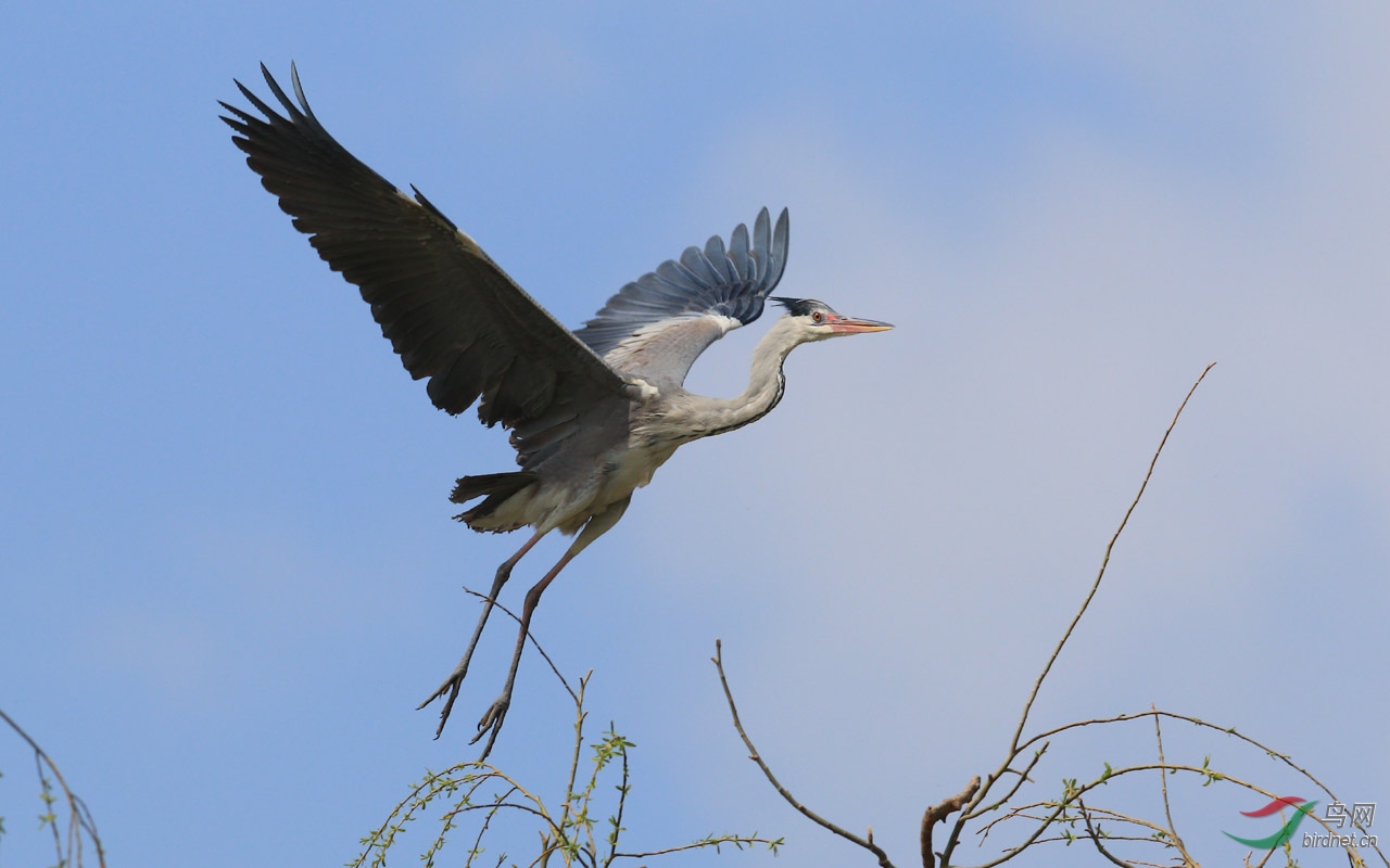 上庄水库的鸧鹭