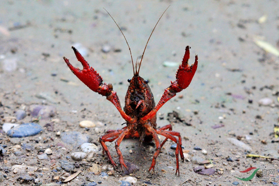 小龙虾决斗的架势