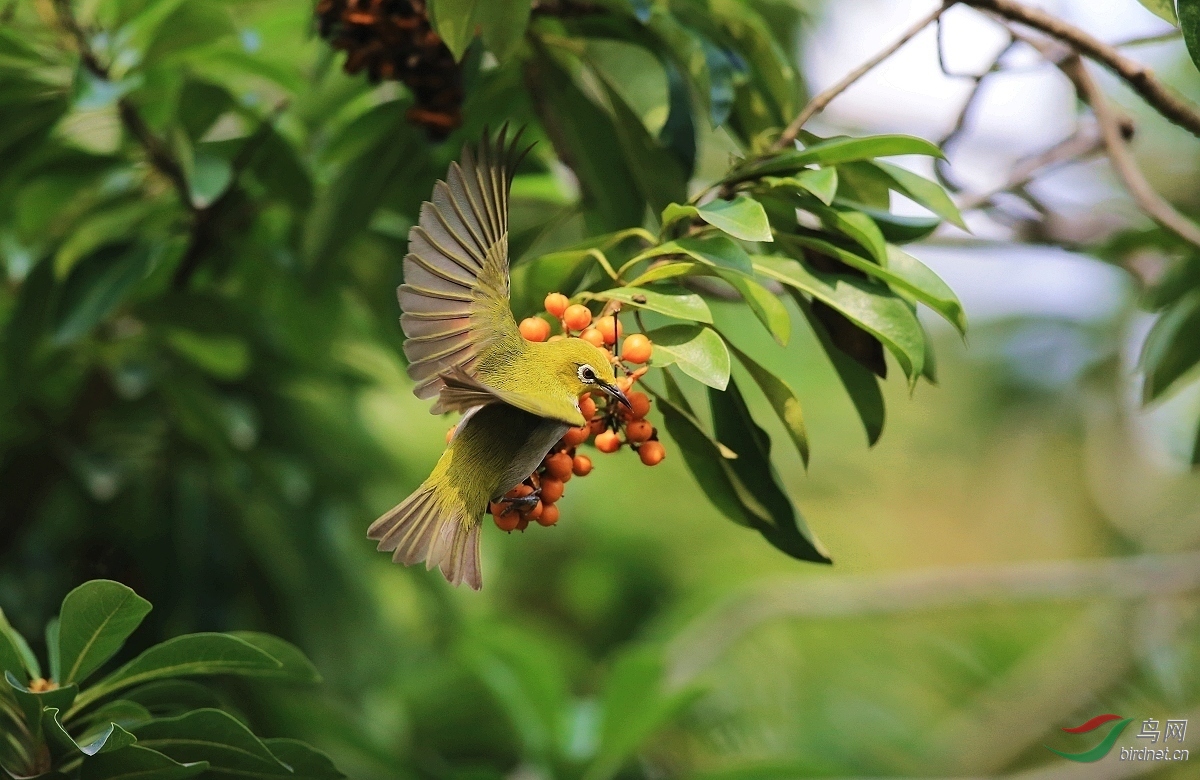 生态拍摄的果鸟图