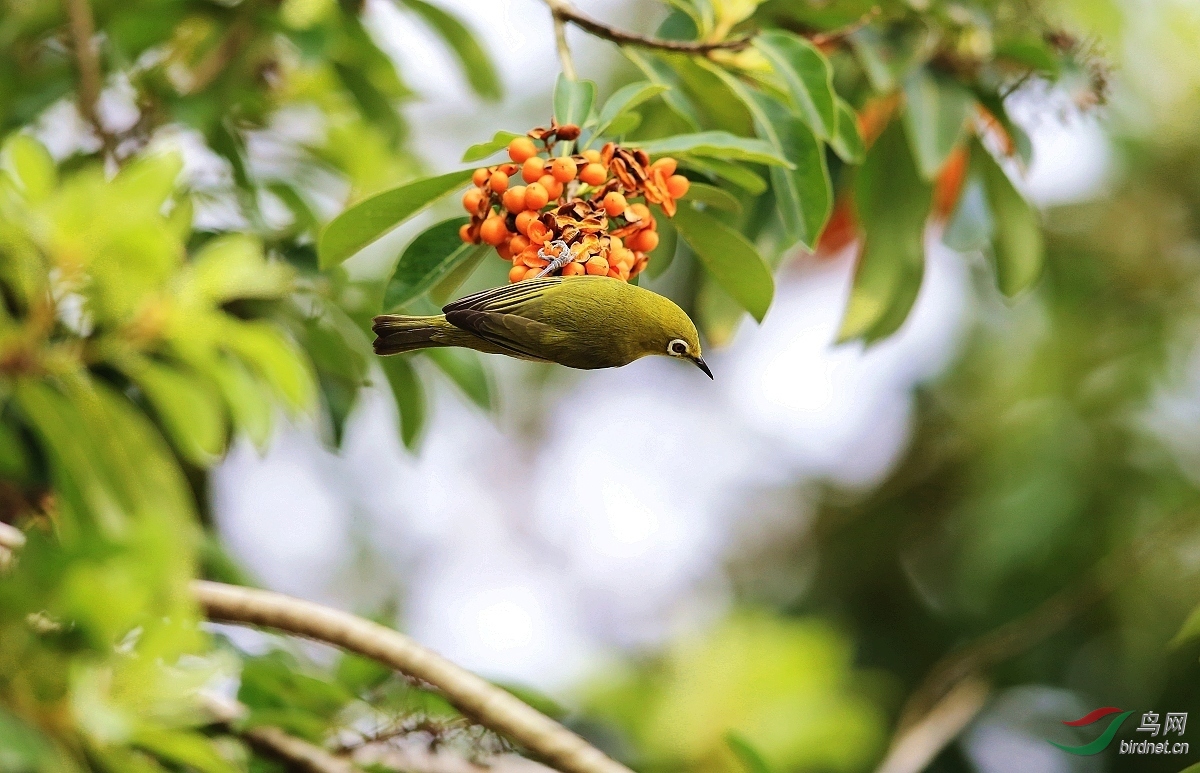 生态拍摄的果鸟图