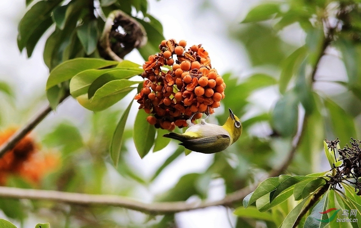 生态拍摄的果鸟图