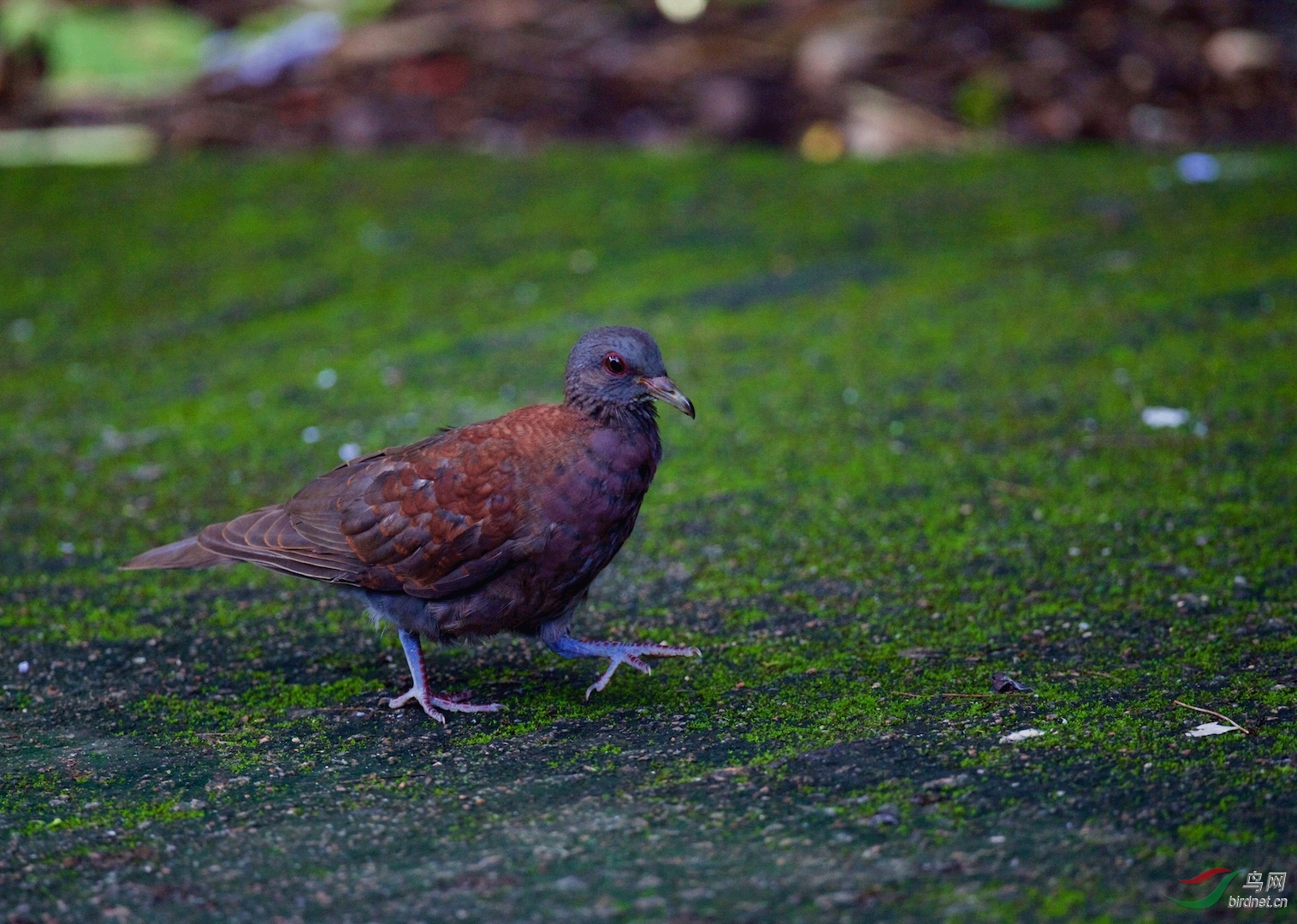 塞舌尔群岛草地上的马岛斑鸠特有鸟种