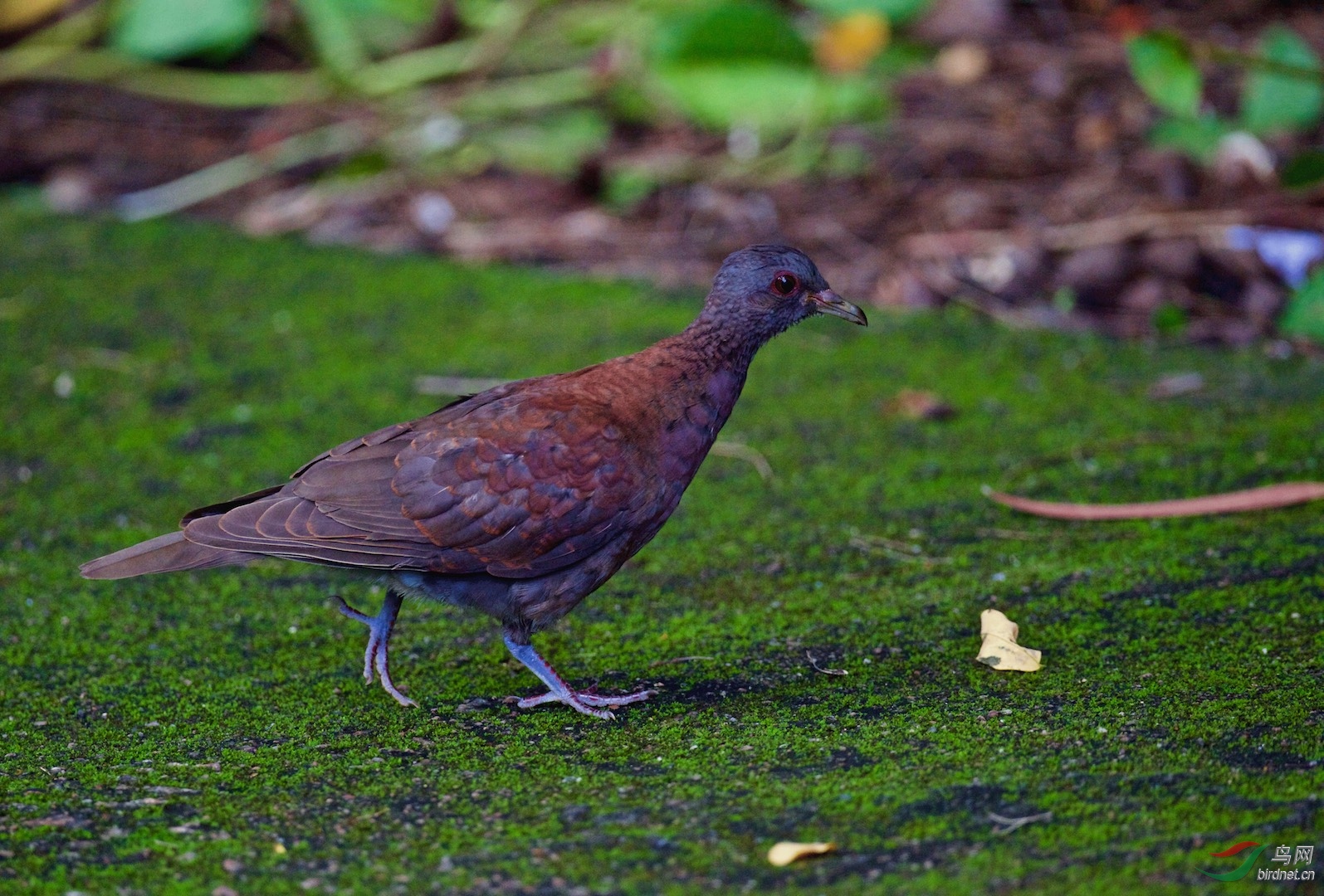 塞舌尔群岛草地上的马岛斑鸠特有鸟种