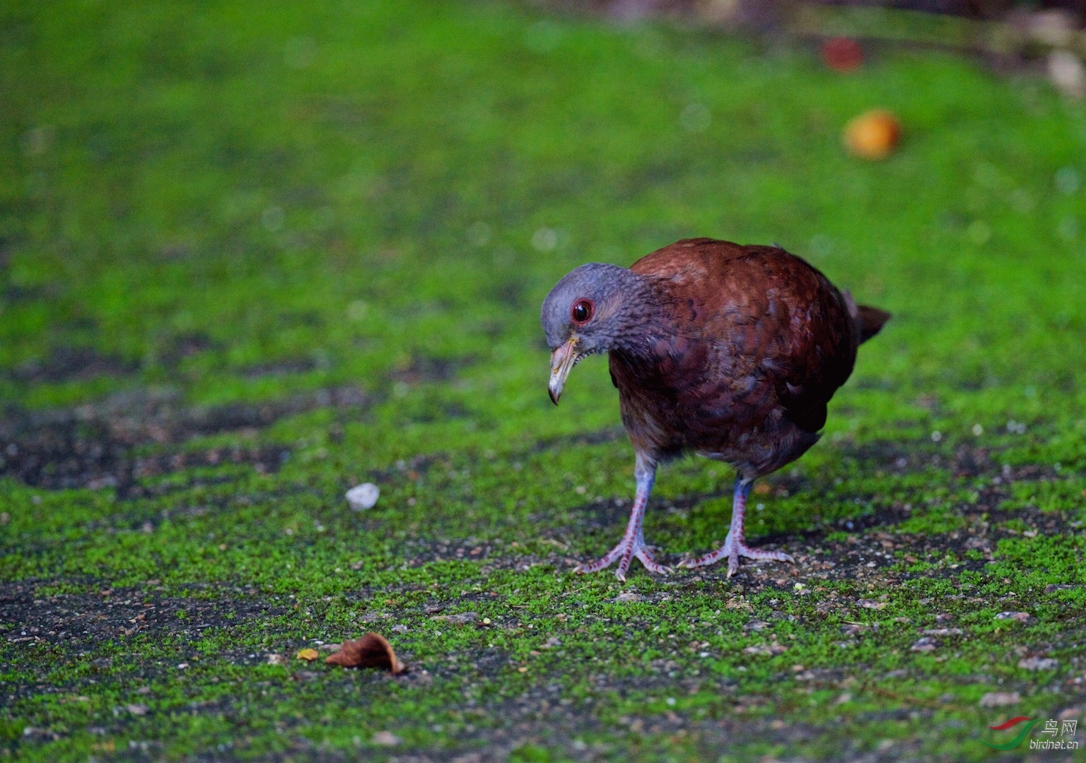 塞舌尔群岛草地上的马岛斑鸠特有鸟种