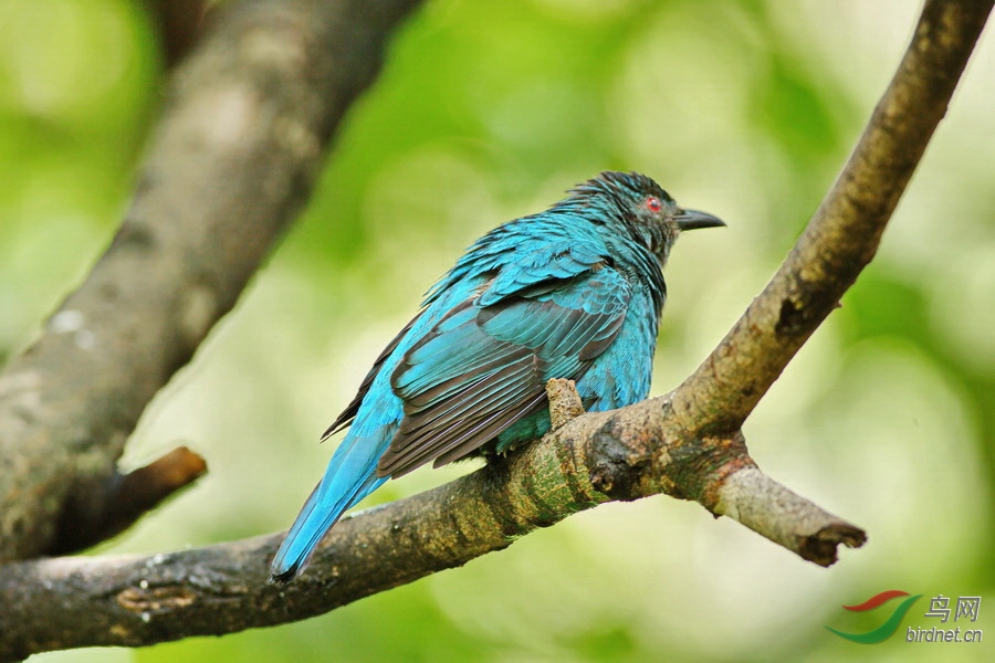 记录和平鸟(仙蓝雀)