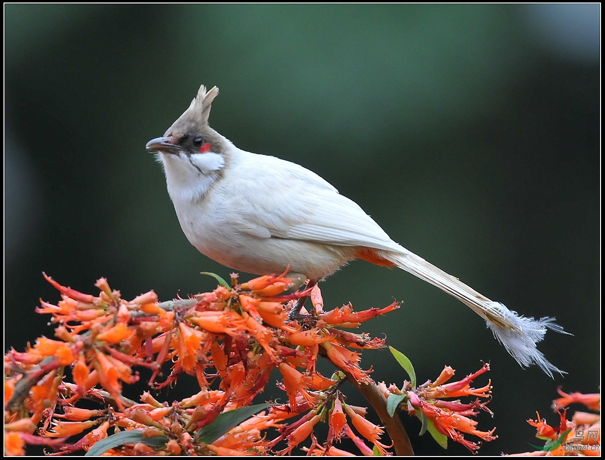 罕见的全身白色红耳鹎