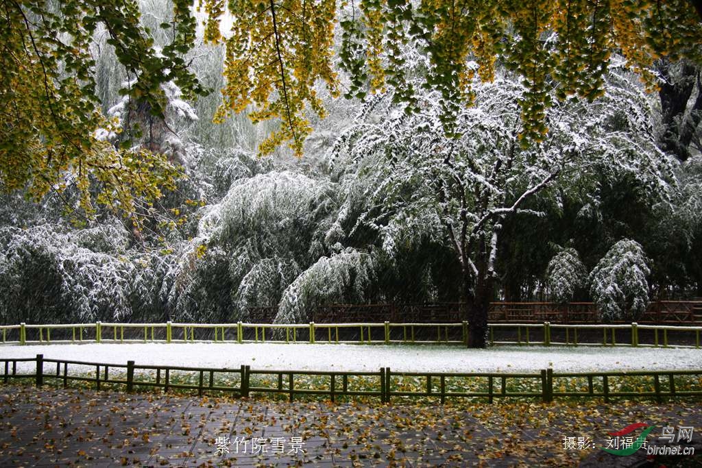 紫竹院公园冬天图片图片