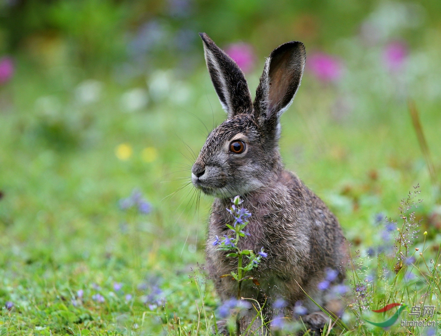 草原兔.jpg