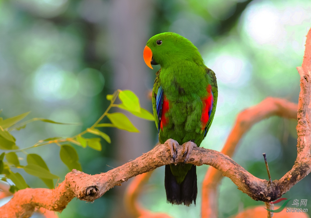 折衷鹦鹉折衷鹦鹉祝贺图2获首页精华