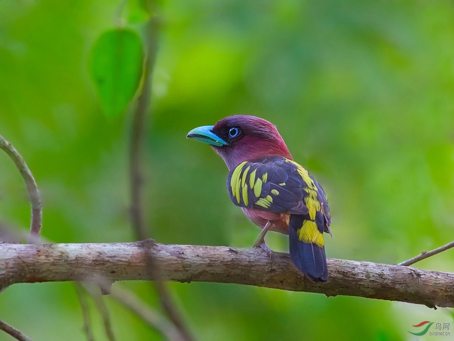 斑阔嘴鸟斑阔嘴鸟