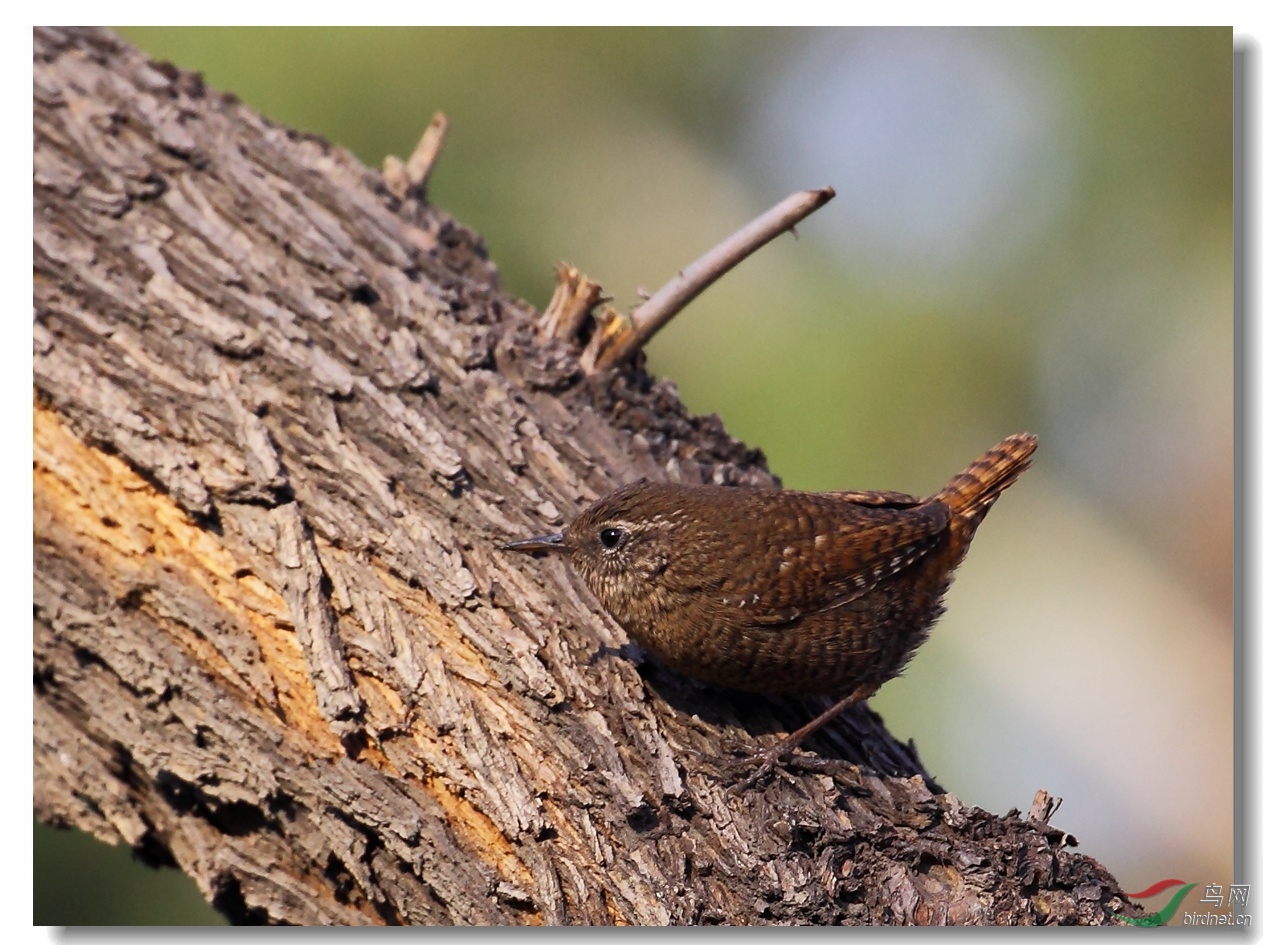 吃小虫子的鹪鹩