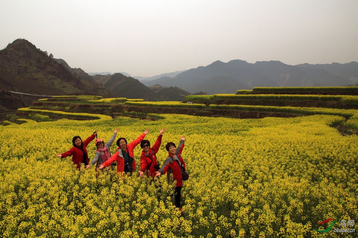 安徽绩溪家朋乡砍头村油菜花