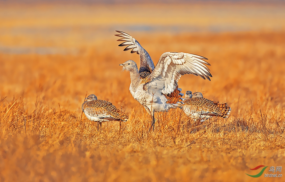 [林鸟] (大鸨)亮翅的大鸨------贺图片荣获每日精华!