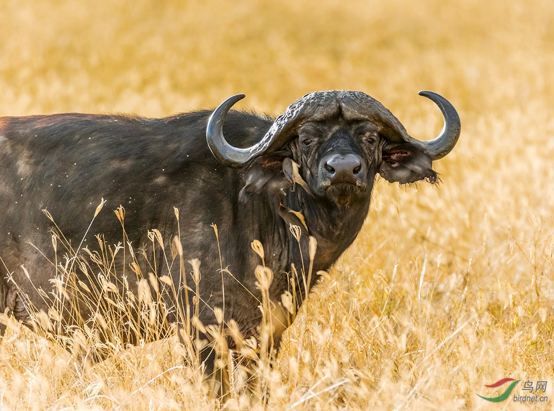 非洲野牛